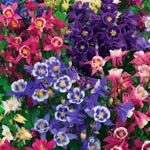 Bodur haseki küpesi tohumu columbine biedermeier mix aquilegia