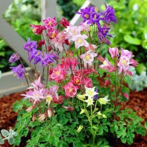 Bodur haseki küpesi tohumu columbine biedermeier mix aquilegia