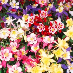 Bodur haseki küpesi tohumu columbine biedermeier mix aquilegia