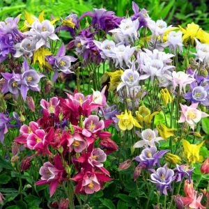 Bodur haseki küpesi tohumu columbine biedermeier mix aquilegia