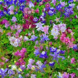 Bodur haseki küpesi tohumu columbine biedermeier mix aquilegia