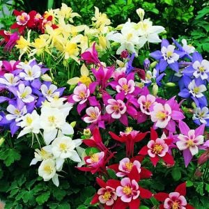 Bodur haseki küpesi tohumu columbine biedermeier mix aquilegia