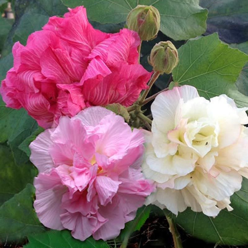 Hibiscus mutabilis ağaç hatmi tohumu yol hatmisi