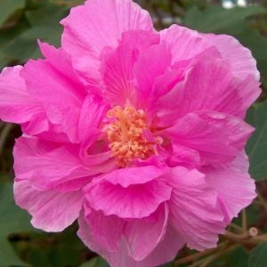 Hibiscus mutabilis ağaç hatmi tohumu yol hatmisi