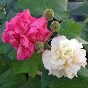 Hibiscus mutabilis ağaç hatmi tohumu yol hatmisi