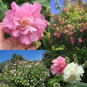 Hibiscus mutabilis ağaç hatmi tohumu yol hatmisi
