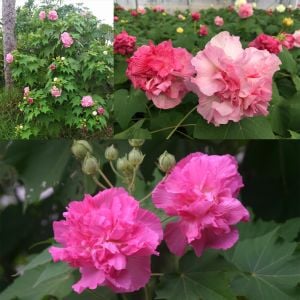 Hibiscus mutabilis ağaç hatmi tohumu yol hatmisi