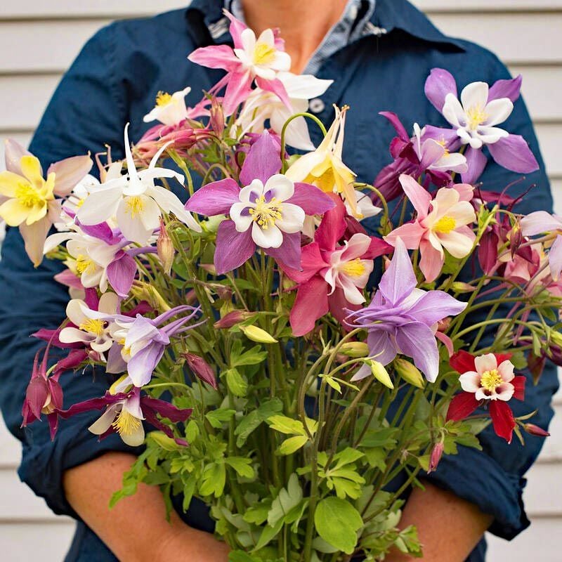 Haseki küpesi tohumu aquilegia x hybrida mckana giants mix columbine