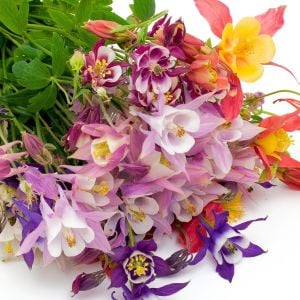 Haseki küpesi tohumu aquilegia x hybrida mckana giants mix columbine