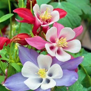 Haseki küpesi tohumu aquilegia x hybrida mckana giants mix columbine