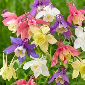 Haseki küpesi tohumu aquilegia x hybrida mckana giants mix columbine