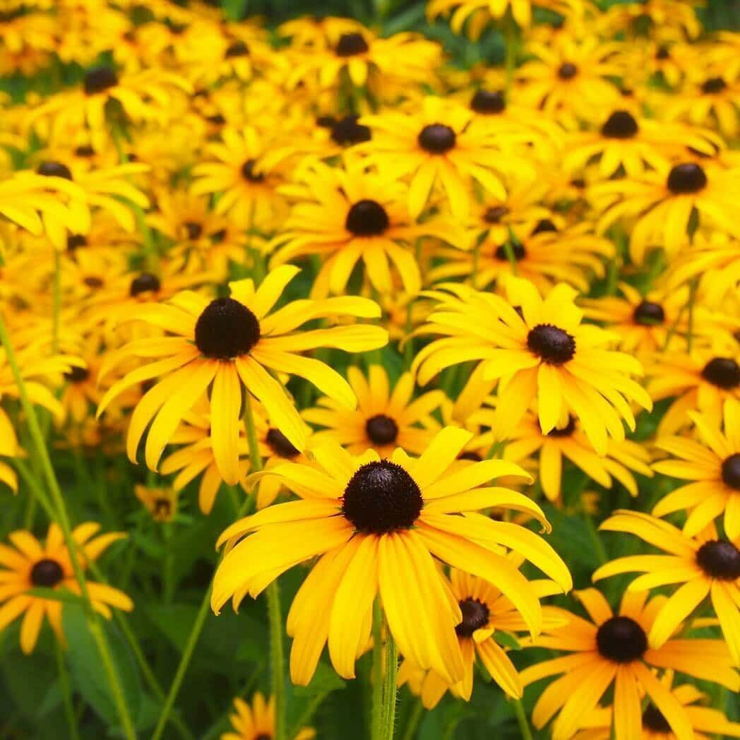 Black eyed susan tohumu siyah gözlü rudbeckia hirta
