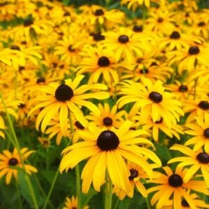 Black eyed susan tohumu siyah gözlü rudbeckia hirta