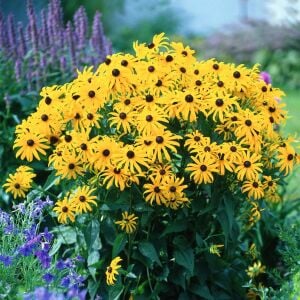 Black eyed susan tohumu siyah gözlü rudbeckia hirta