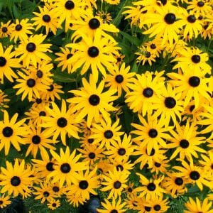Black eyed susan tohumu siyah gözlü rudbeckia hirta