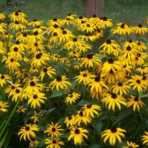 Black eyed susan tohumu siyah gözlü rudbeckia hirta