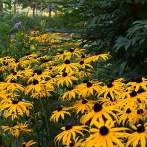 Black eyed susan tohumu siyah gözlü rudbeckia hirta