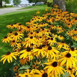 Black eyed susan tohumu siyah gözlü rudbeckia hirta