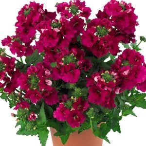 Kiraz nemezya çiçeği fidesi nemesia lyric cherry