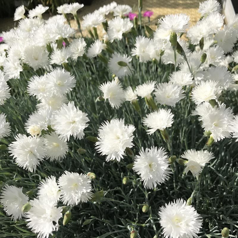 Hoş kokulu karanfil fidesi dianthus plumarius itsaul white