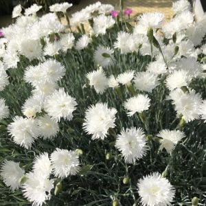 Hoş kokulu karanfil fidesi dianthus plumarius itsaul white