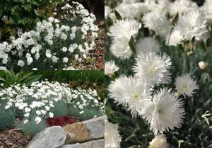 Hoş kokulu karanfil fidesi dianthus plumarius itsaul white