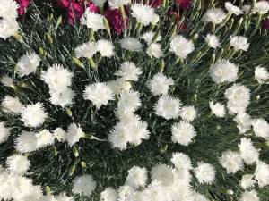 Hoş kokulu karanfil fidesi dianthus plumarius itsaul white