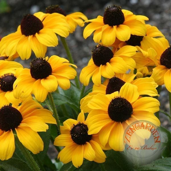 Brown eyed susan rudbeckia tohumu rudbekya triloba