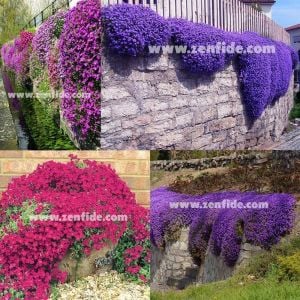 Karışık renk aubrieta fidesi seti çiçekli yer örtücü obrezya