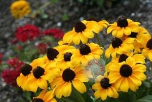 Brown eyed susan rudbeckia tohumu rudbekya triloba