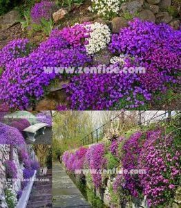 Karışık renk aubrieta fidesi seti çiçekli yer örtücü obrezya