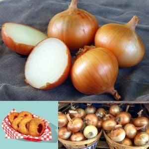 Walla walla soğan tohumu geleneksel