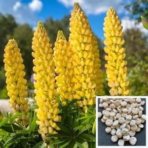 Yenilebilen sarı lupin tohumu lupinus luteus