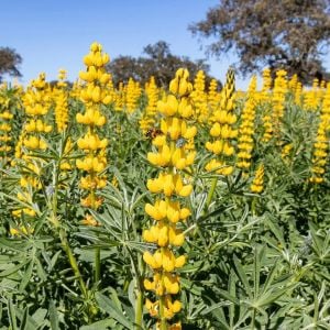Yenilebilen sarı lupin tohumu lupinus luteus