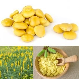 Yenilebilen sarı lupin tohumu lupinus luteus
