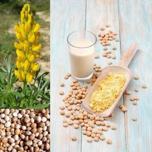 Yenilebilen sarı lupin tohumu lupinus luteus