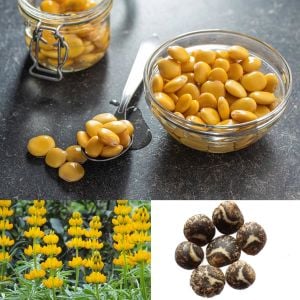 Yenilebilen sarı lupin tohumu lupinus luteus