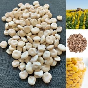 Yenilebilen sarı lupin tohumu lupinus luteus