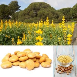 Yenilebilen sarı lupin tohumu lupinus luteus