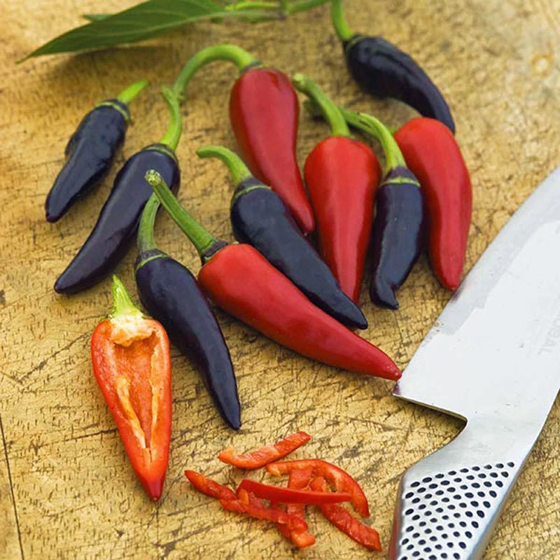 Mor Gusto Chili biberi tohumu Gusto purple