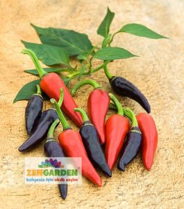 Mor Gusto Chili biberi tohumu Gusto purple