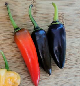 Mor Gusto Chili biberi tohumu Gusto purple