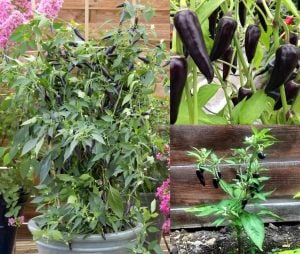 Mor Gusto Chili biberi tohumu Gusto purple