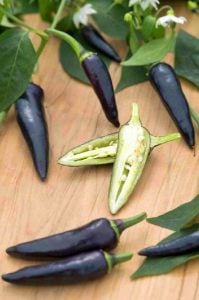 Mor Gusto Chili biberi tohumu Gusto purple