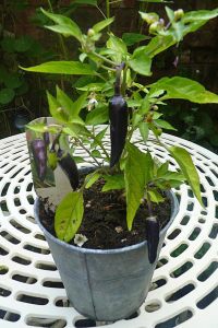 Mor Gusto Chili biberi tohumu Gusto purple