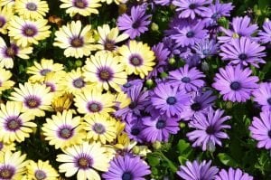 Mavi bodrum papatyası fidesi ithal osteospermum erato compact blue