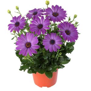 Mavi bodrum papatyası fidesi ithal osteospermum erato compact blue