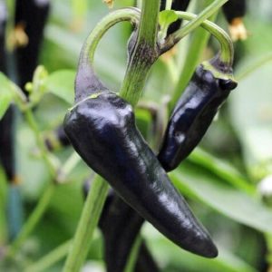 Mor Gusto Chili biberi tohumu Gusto purple