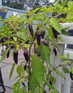 Mor Gusto Chili biberi tohumu Gusto purple