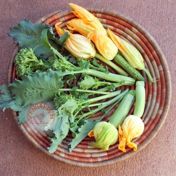Erkenci brokoli tohumu early fall rapini